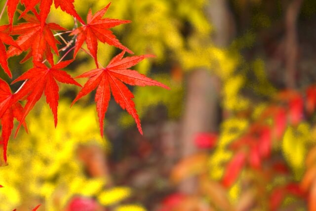 紅葉の季節におすすめ！海外でも秋が満喫できる場所！